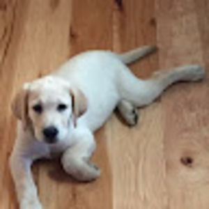 Meet your Posher, Penny